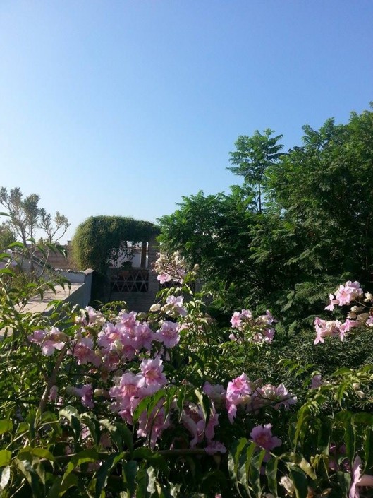 11997007_1152362571447646_556938166_n Garden of Dar Louisa, Luxury riad in Morocco