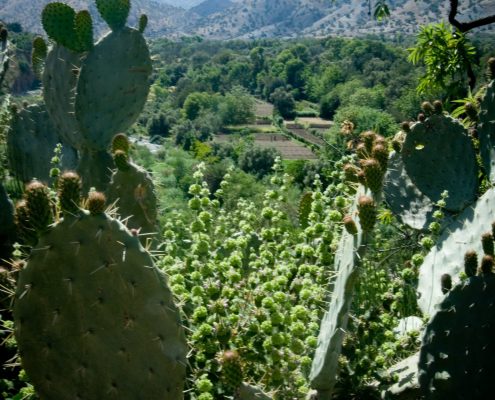 The Atlas Mountains near Taroudant