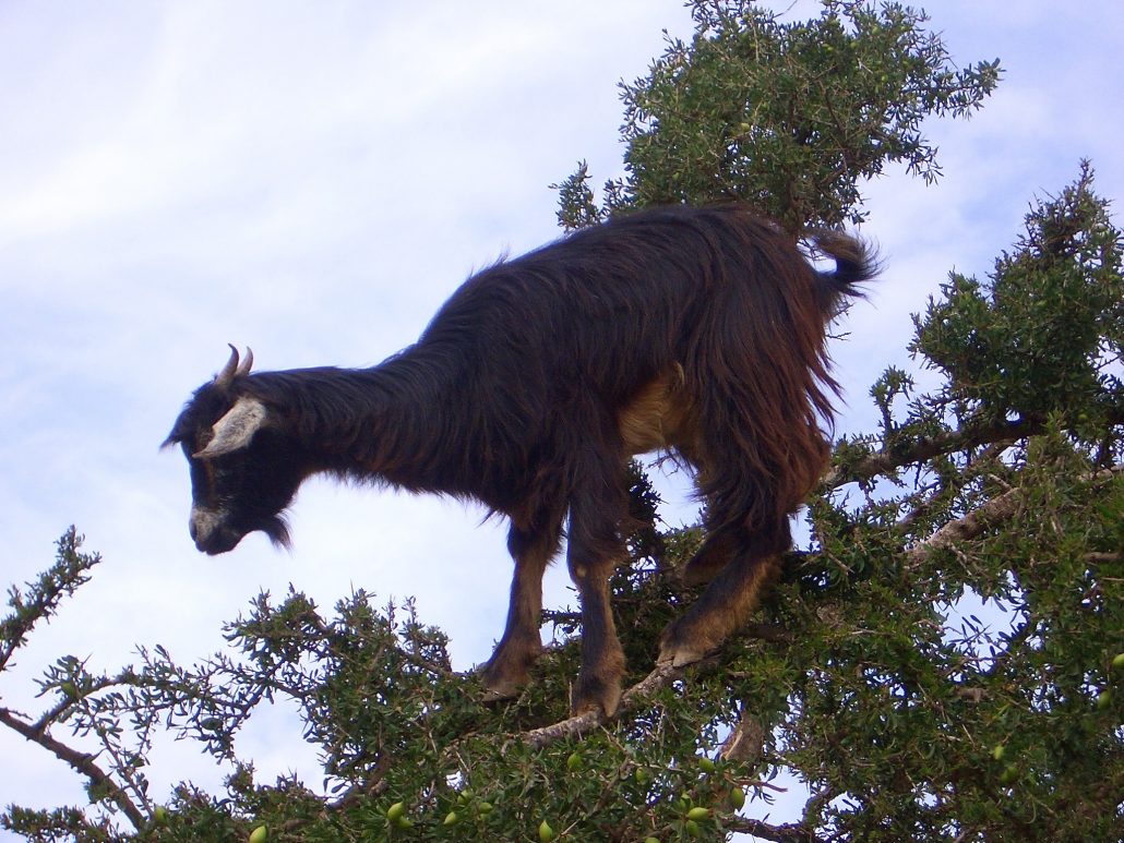 A goat climbing an argan tree